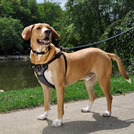 Coastal Walk Right Adjustable No Pull Dog Harness Large 24 to 38 Girth Black Padded