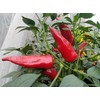Chile De Agua Pepper Seeds 10+ Seeds