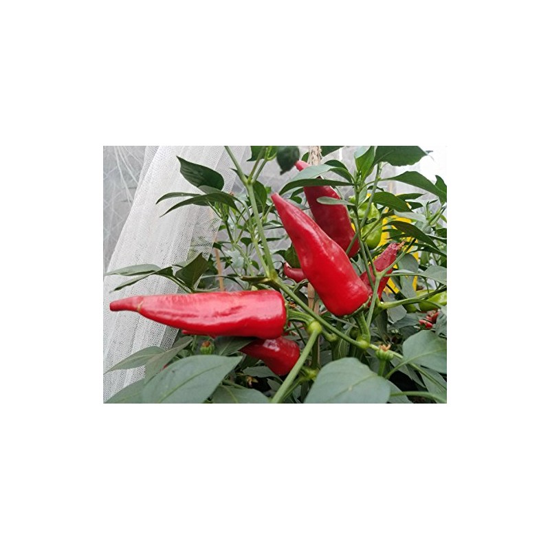 Chile De Agua Pepper Seeds 10+ Seeds
