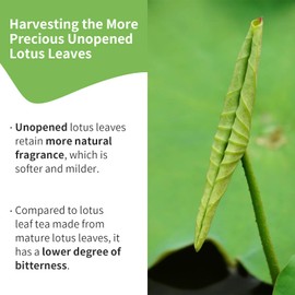 Wanhua Hall Lotus Leaf Tea Dried Lotus Tea Natural Lotus Leaves Loose Leaf Chinese Herbal Tea9.88oz/280g 荷叶 荷叶茶