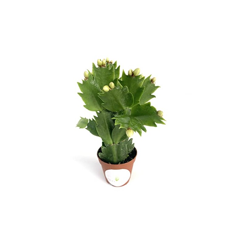 White Flower Christmas Cactus Schlumbergera