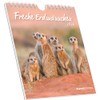 Freche Erdmännchen 2026 - Postkartenkalender 16x17 cm