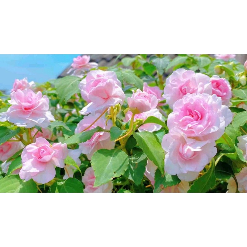 Mixed Impatiens Balsamina Balsam Seeds Camelia Impatiens Seeds Double Flower
