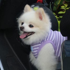 SZAT PRO Classic Striped Teacup Pet Dog T-Shirts, 100% Cotton Tank Vest for Small Dogs, Sleeveless Puppy Clothes for Chihuahua Yorkie Purple, Small