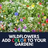 Hummingbird Wildflower Mix (1oz) Sprinkle a Little Magic—Our Shade, Perennial,