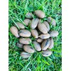 Single A Pecans: Georgia Grown Premium In-shell Pecans 5 lbs-