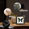 Real Framed Butterfly Taxidermy Butterfly, Handmade Shadow Box Taxidermy Specimen