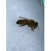Bees Freshly Dead 30 REAL Honeybees DRIED SPECIMEN INSECT TAXIDERMY