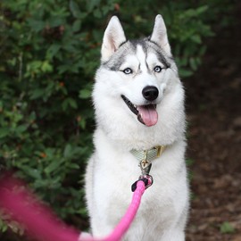 ZippyPaws - Climbers Dog Leash - Tough Climbing Rope Dog Leash - 2/3 Inch Thick - Teal, 6 Feet