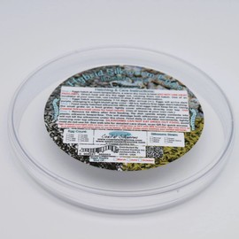 Coastal Silkworms 500 Count Live Silkworm Eggs Bombyx Mori (Pack of 1)