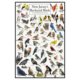 Where's Wildlife New Jersey's Backyard Birds Poster - New Jersey Bird Chart Highlighting Birds At Your Bird Feeder (12" x 18")
