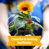 Back to the Roots Sunflower Organic Windowsill Planter Kit -