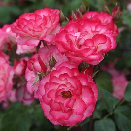 Heirloom Roses Rose Plant - Nicole® Multi Rose Bush, Floribunda Live Plant for Planting Outdoors