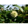 Fresh Buttonbush, Honeyball Shrub (Cephalanthis occidentalis), 70 seeds