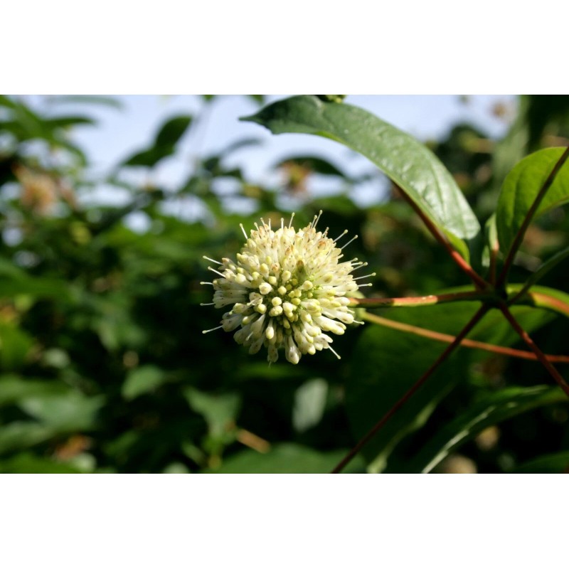 Fresh Buttonbush, Honeyball Shrub (Cephalanthis occidentalis), 70 seeds