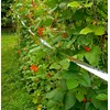 Stay Off Bird Scarer tape - 50 metres - Deterrent