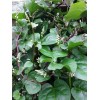 Unbranded 70+ Organic Red Stem Malabar Spinach Alugbati Mong Toi