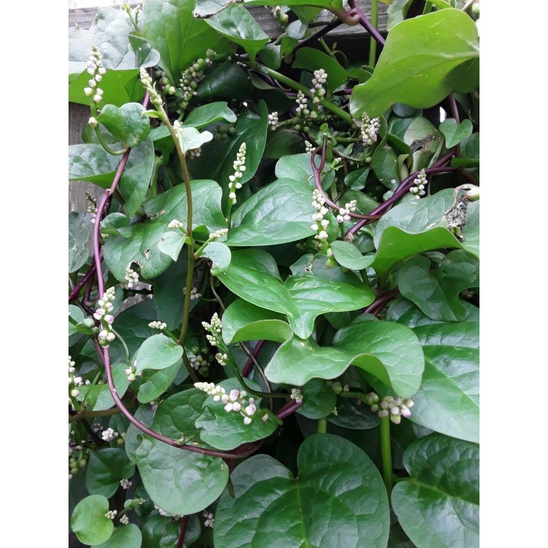 Unbranded 70+ Organic Red Stem Malabar Spinach Alugbati Mong Toi