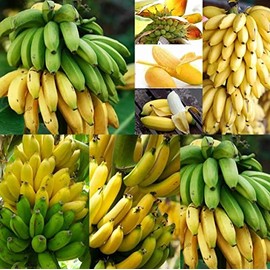 Banana Tree Seeds for Planting - Grow Bananas (20 Seeds)