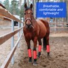 Bulyoou 8 Pcs Mesh Fly Boots for Horse Breathable Mesh