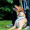 Ancol Soho Dog Reversible Harness in Nautical/Coral - Weatherproof and