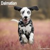 Dalmatian - Dalmatiner 2025 - 16-Monatskalender: Original Avonside-Kalender [Mehrsprachig] [Kalender]