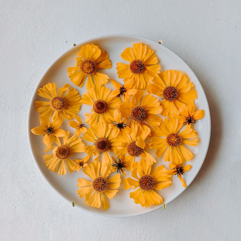 WINSOME Invisible Plate Hangers for Wall | Decorative Dish Display