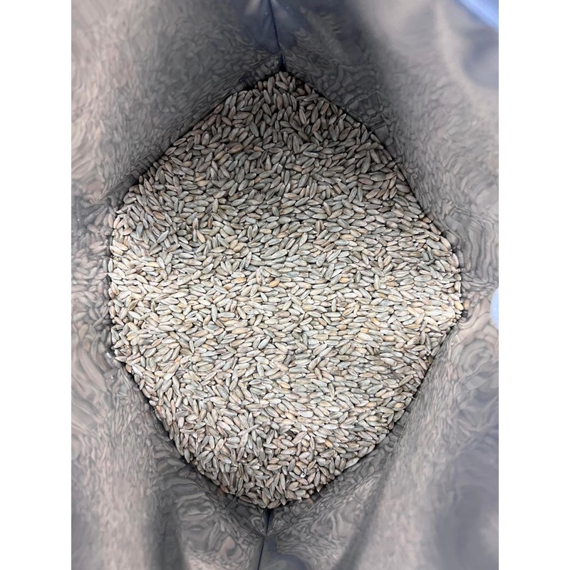 Bulk Rye Berries - Certified 100% Organic - Extra Clean