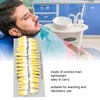 1:1 Scale Permanent Tooth Model 32pcs Dual Colors Permanent Resin