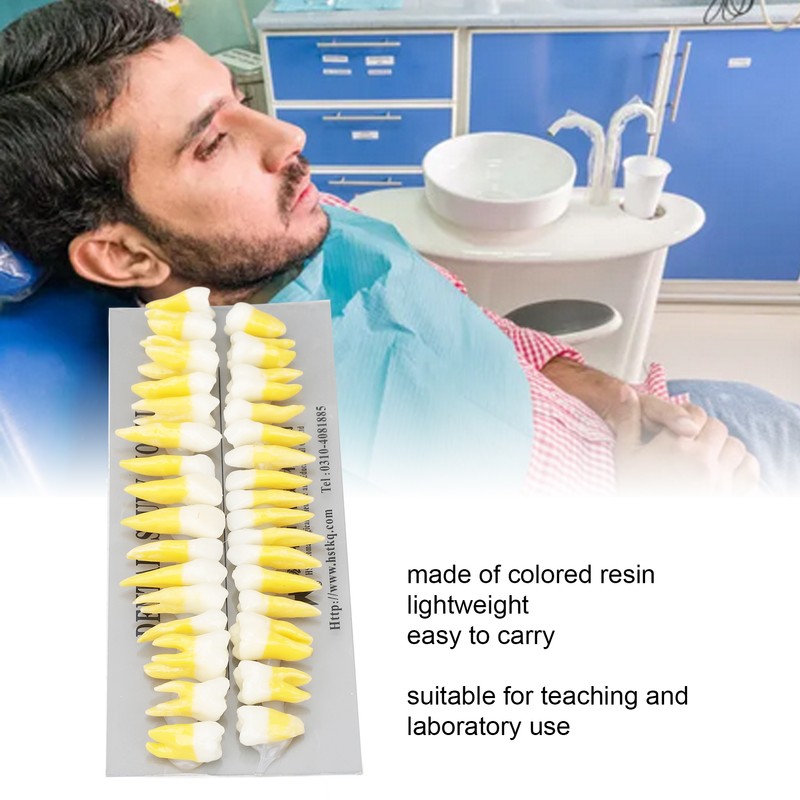 1:1 Scale Permanent Tooth Model 32pcs Dual Colors Permanent Resin