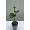 Chayote Plant With Pot Live Plant Ready To Plant