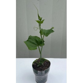 Chayote Plant With Pot Live Plant Ready To Plant