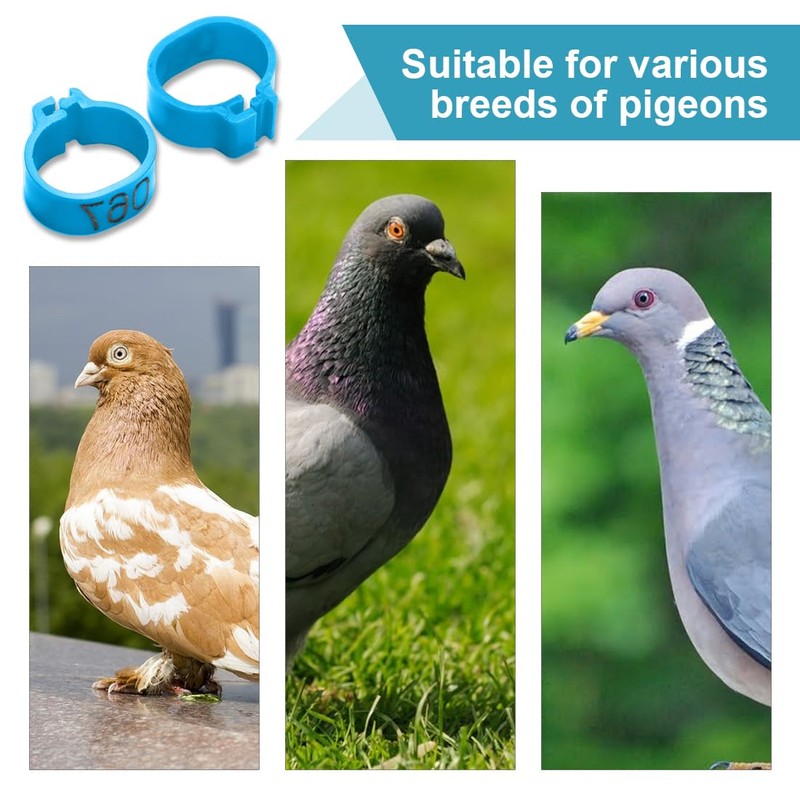 EIHI Pack of 100 8 mm Multicoloured Aluminium Pigeon Leg