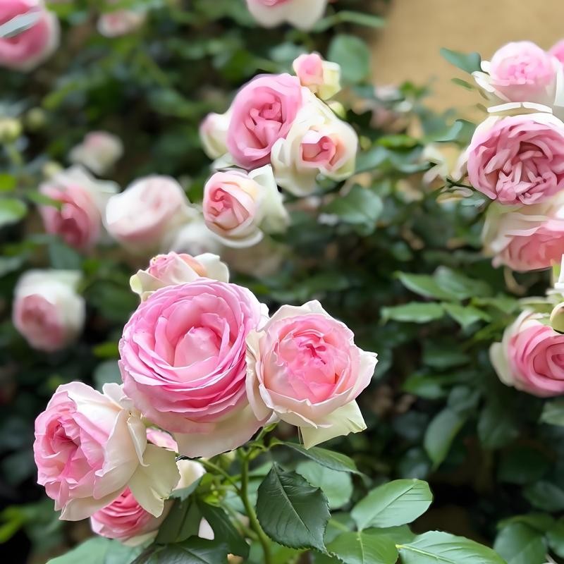 800 Climbing Rose & 200 Jasmine Seeds – Lush, Scented