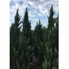 Blue Point Juniper | 20 Live Trees | Juniperus Chinensis