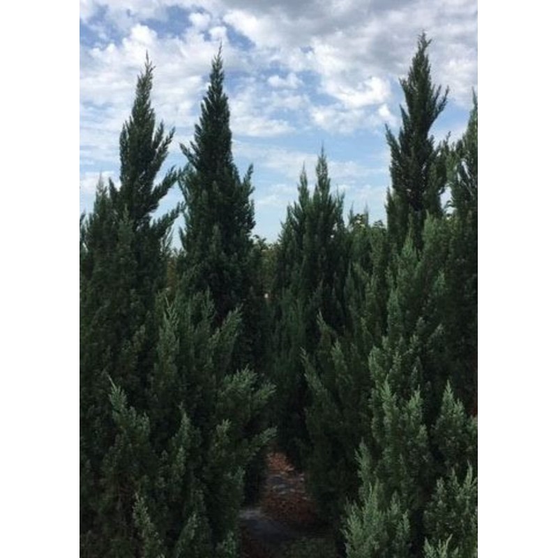 Blue Point Juniper | 20 Live Trees | Juniperus Chinensis