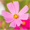 Seed Needs, Pinkie Cosmos Seeds - 400 Heirloom Seeds for