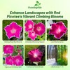 Outsidepride Red Picotee Morning Glory Seeds - 50 Pcs. Annual,