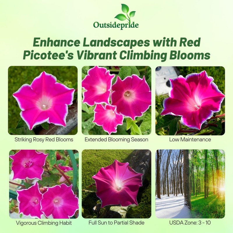 Outsidepride Red Picotee Morning Glory Seeds - 50 Pcs. Annual,