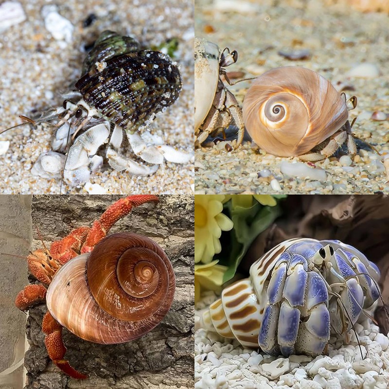 12PCS Hermit Crab Shells | Natural Sea Conch Size 1.6"-3.2"