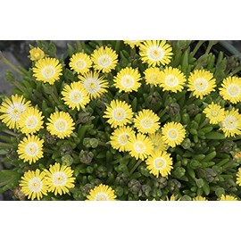 Delosperma Ice Plant Jewel of Desert Peridot 3 Pot Set