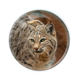 Deluxebase Magnidome - Bobcat. Bobcat Crystal Glass Fridge Magnet for Kids. Superb Domed Shaped Magnets for Home Decorations and Accessories