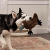 TrustyPup Strong 'N Silent Platypus Silent Squeak Plush Dog Toy,