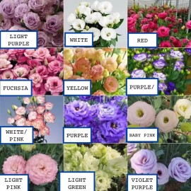 20 SEEDS mixed colors LISIANTHUS (Prairie Gentian) Eustoma flower bed USA Seller