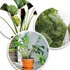 com-four® 200x plant binder - plant binder green - universal