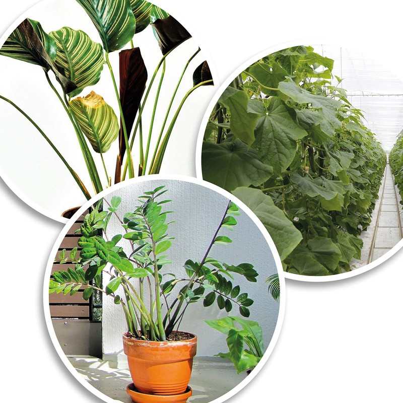 com-four® 200x plant binder - plant binder green - universal