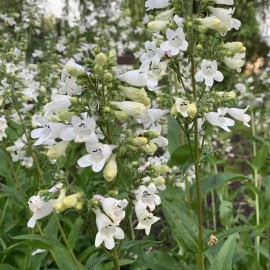 COOL BEANS N SPROUTS Foxglove Beardtongue Flower Seeds,  Seeds to plant in your home garden. - 500 seeds