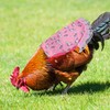 Gosknor 4pcs Chicken Saddles for Hens, Premium Polyester Hen Jacket