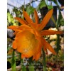 Cactus Epiphyllum Spiced Takuan in 4 inch pots / Orchid