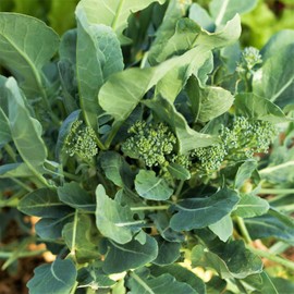 TomorrowSeeds - Broccoli Rabe (Rapini) Seeds - 3000+ Count - for 2025 Planting Spring Rapini Broccolini Broccoli Broccoletti Green Turnip Greens Non-GMO Heirloom Grow Your Own Home Farm Patio Healthy